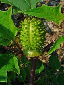 Datura_stramonium_005